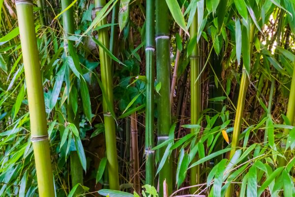Bamboo Trimming in Wichita Falls