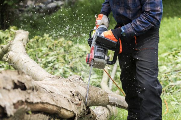 Branch Removal Service in Wichita Falls