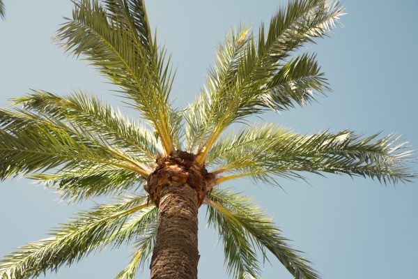 Palm Tree Pruning in Wichita Falls