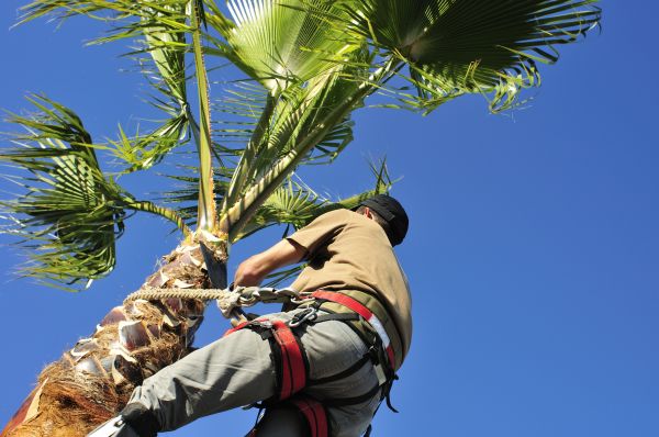 Palm Tree Trimming in Wichita Falls
