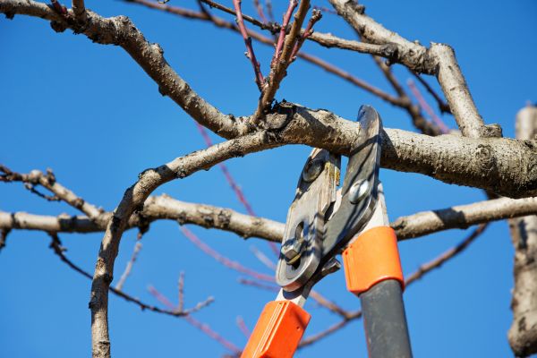 Residential Tree Service in Wichita Falls