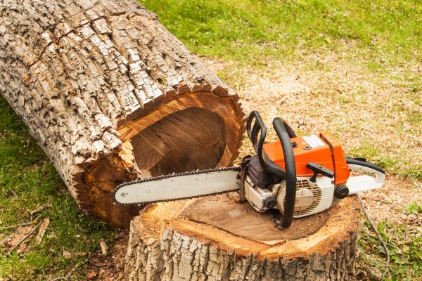 Tree Cutting Service in Wichita Falls
