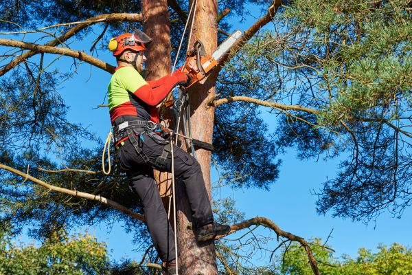 Tree Service in Wichita Falls