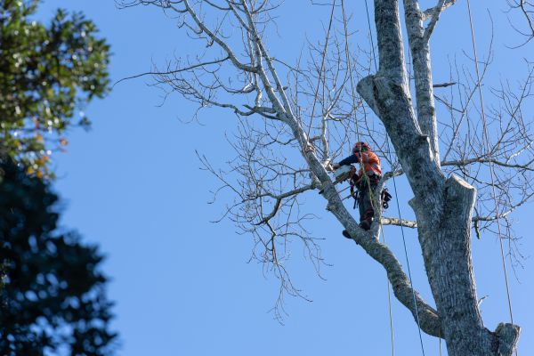 Tree Topping Service in Wichita Falls