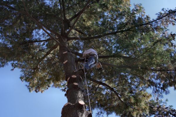Trimming Service in Wichita Falls