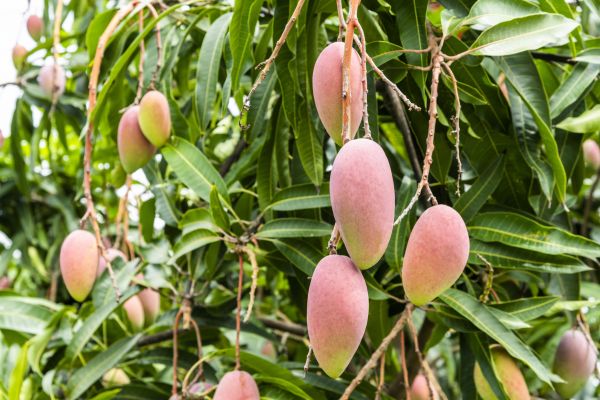 Mango Tree Trimming in Wichita Falls