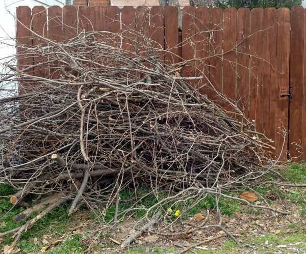 Dead Branch Removal in Wichita Falls