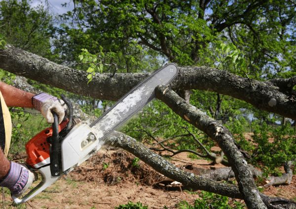 Tree Branch Cutting in Wichita Falls