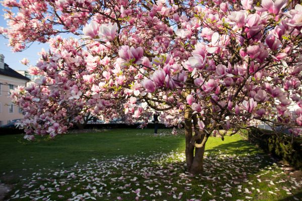 Ornamental Tree Pruning in Wichita Falls