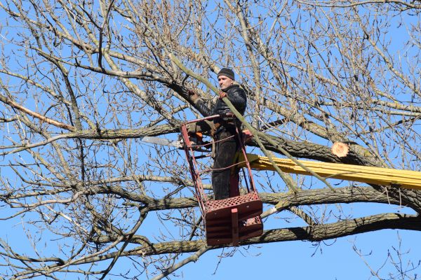 Emergency Tree Trimming in Wichita Falls