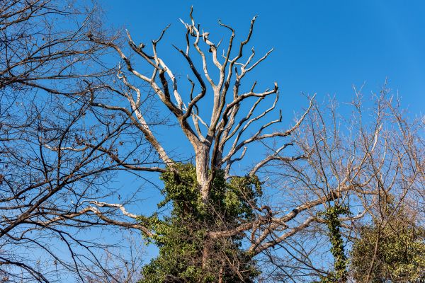 Deadwood Removal in Wichita Falls