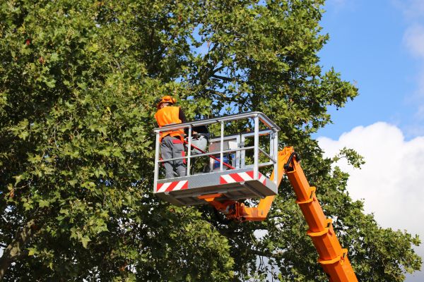 Commercial Tree Service in Wichita Falls