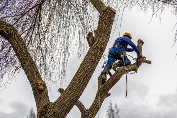 Tree Maintenance Service in Wichita Falls
