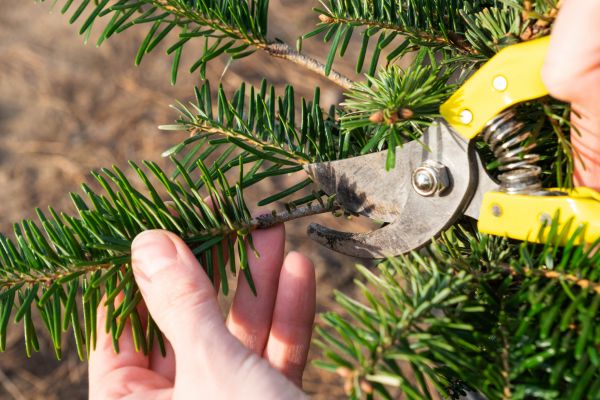 Pine Tree Pruning in Wichita Falls