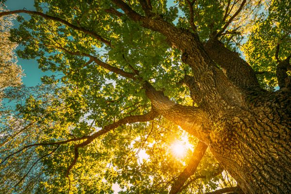 Oak Tree Pruning in Wichita Falls