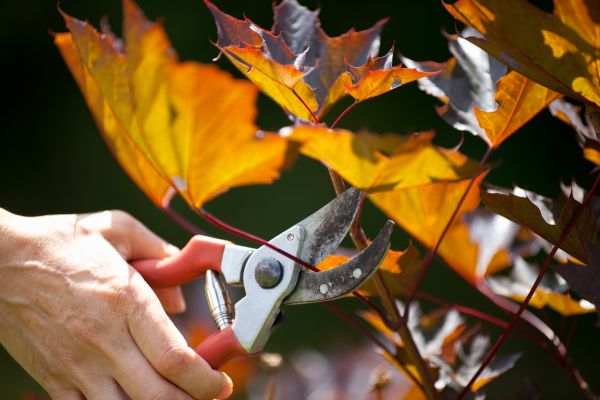 Maple Tree Pruning in Wichita Falls