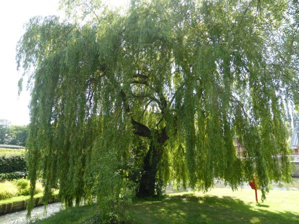 Willow Tree Trimming in Wichita Falls