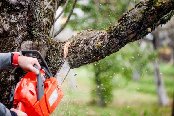 Tree Limbs Removal in Wichita Falls