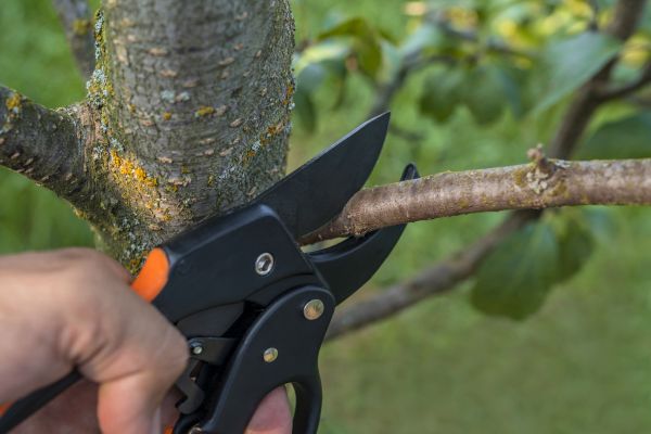 Tree Limb Cutting in Wichita Falls