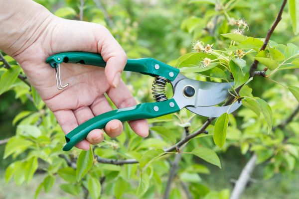 Pear Tree Pruning in Wichita Falls