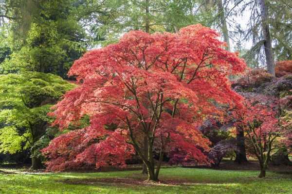 Japanese Maple Pruning in Wichita Falls