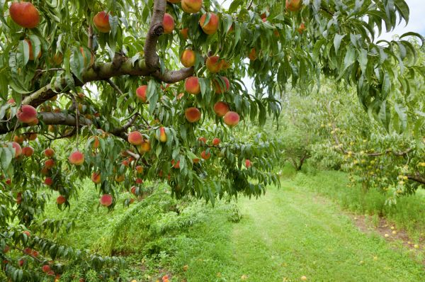 Peach Tree Pruning in Wichita Falls