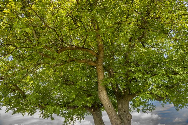 Walnut Tree Trimming in Wichita Falls