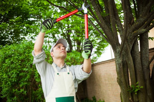 Tree Limb Pruning in Wichita Falls
