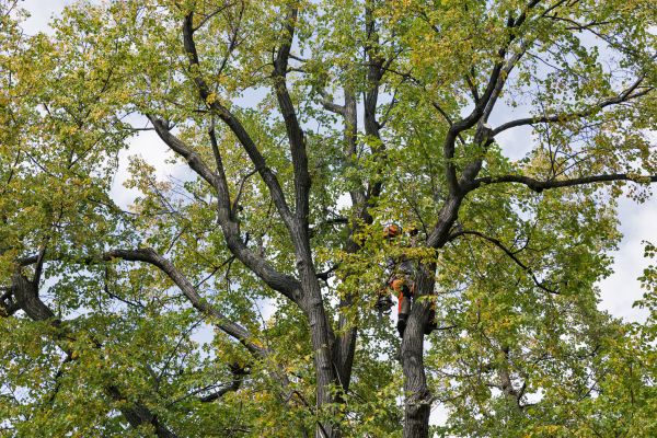 Tree Crown Shaping in Wichita Falls
