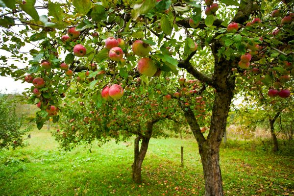 Apple Tree Pruning in Wichita Falls