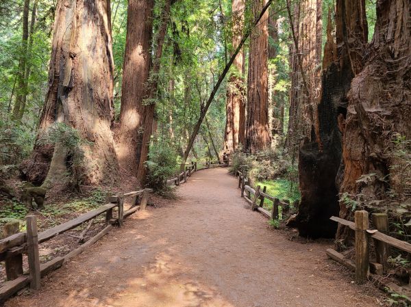 Redwood Tree Pruning in Wichita Falls