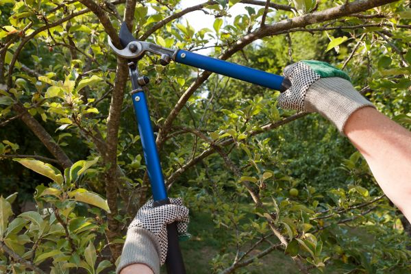 Residential Tree Pruning in Wichita Falls