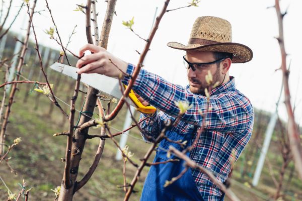 Orchard Tree Pruning in Wichita Falls