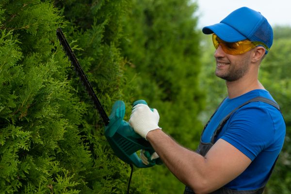 Tree Shaping Service in Wichita Falls