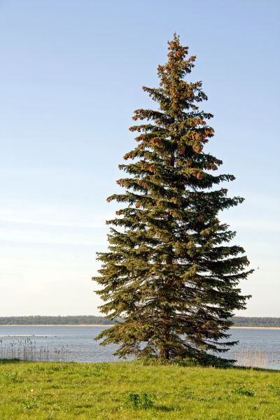 Spruce Tree Pruning in Wichita Falls