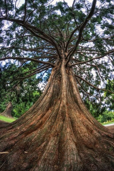 Cedar Tree Pruning in Wichita Falls