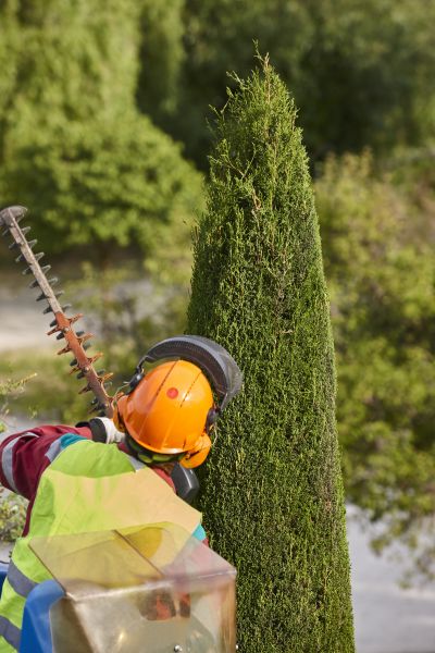 Cypress Tree Trimming in Wichita Falls