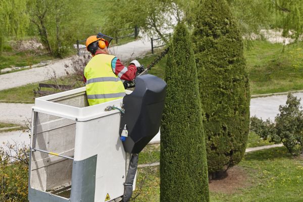 Cypress Tree Pruning in Wichita Falls