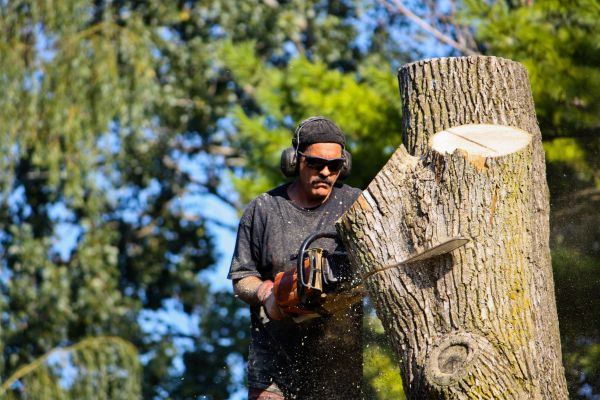 Ash Tree Pruning in Wichita Falls