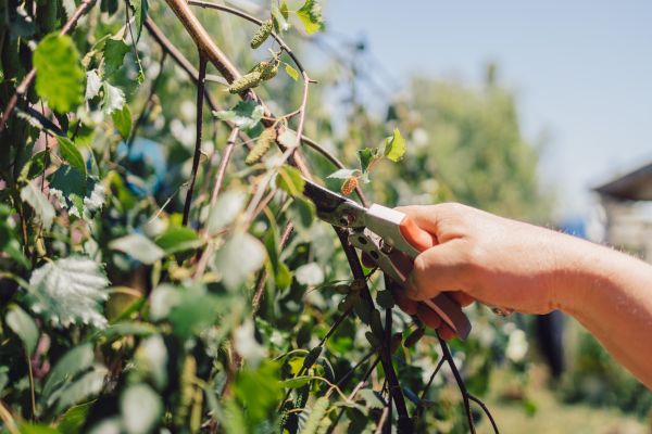 Birch Tree Pruning in Wichita Falls