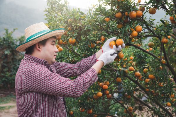 Orange Tree Pruning in Wichita Falls