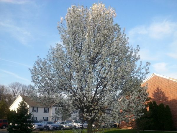 Bradford Pear Tree Pruning in Wichita Falls