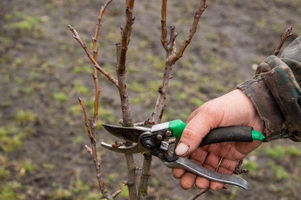 Pear Trees Pruning in Wichita Falls