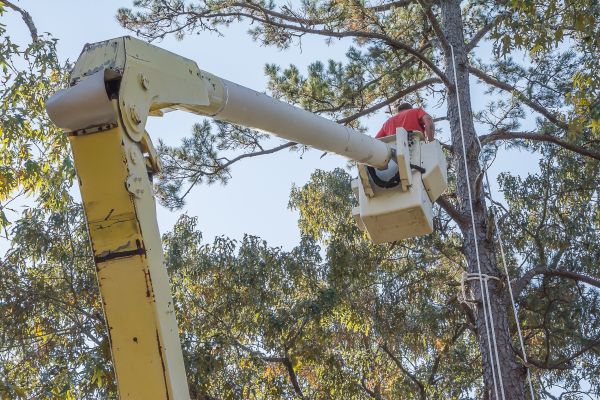 Limbs Trimming in Wichita Falls
