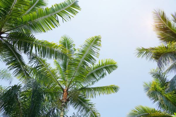 Queen Palm Tree Trimming in Wichita Falls