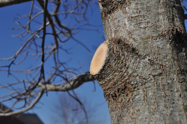 Limb Pruning in Wichita Falls