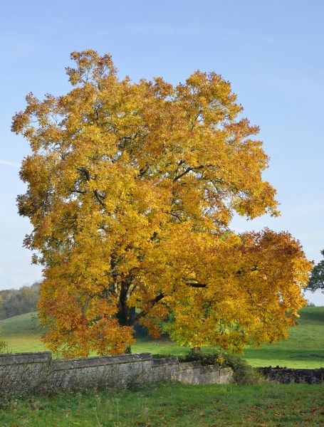 Hickory Tree Trimming in Wichita Falls
