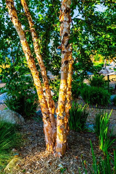 River Birch Trimming in Wichita Falls