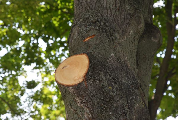 Limb Cutting in Wichita Falls