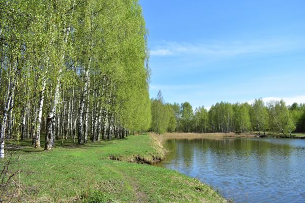 River Birch Pruning in Wichita Falls